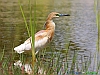 Uccelli ciconiiformi 29 - Sgarza ciuffetto.jpg